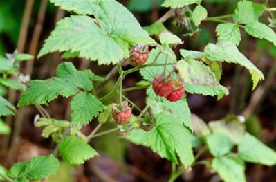 Raspberries