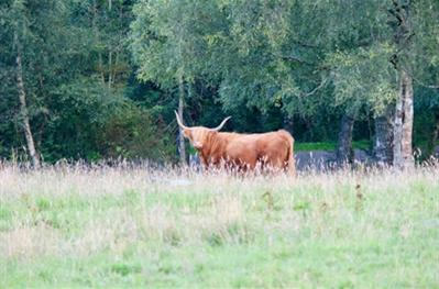 Highland Cow